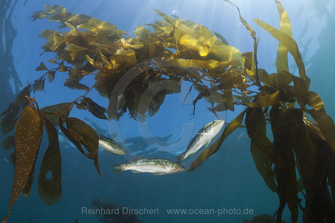 Kelp Bass Saegebarsch, Paralabrax clathratus, San Benito Island, Mexiko