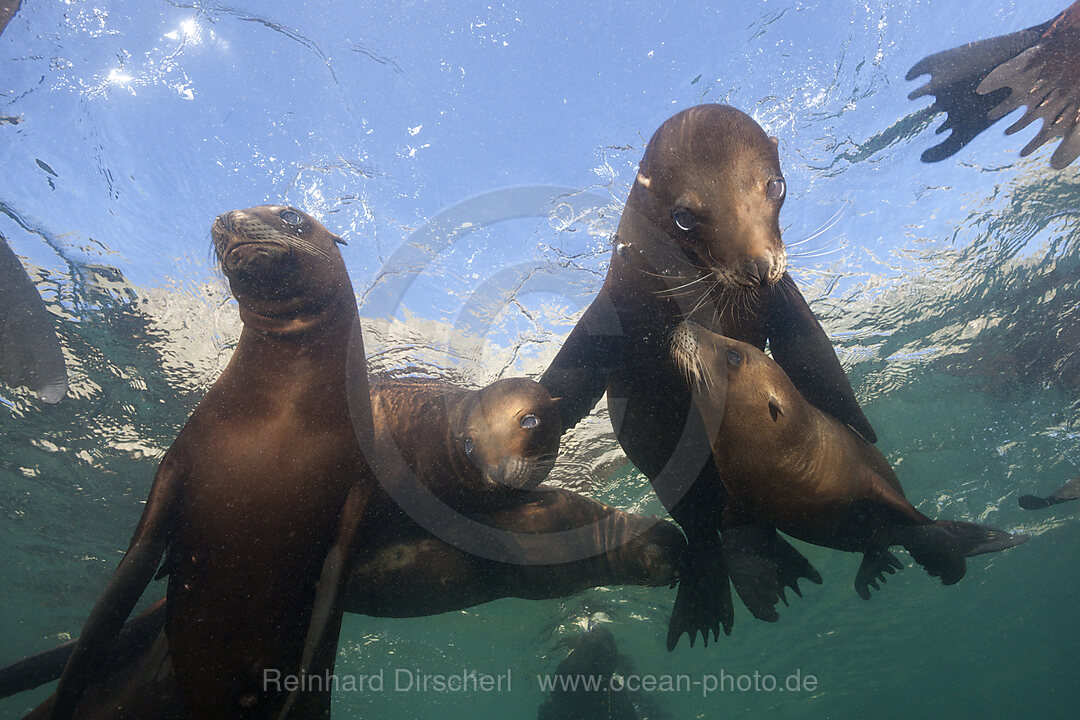 Kalifornische Seeloewen, Zalophus californianus, San Benito Island, Mexiko