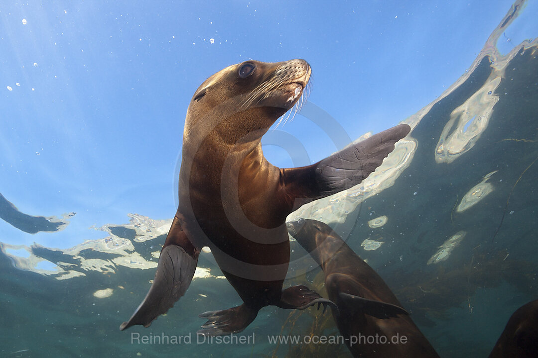 California Sea Lion, Zalophus californianus, San Benito Island, Mexico