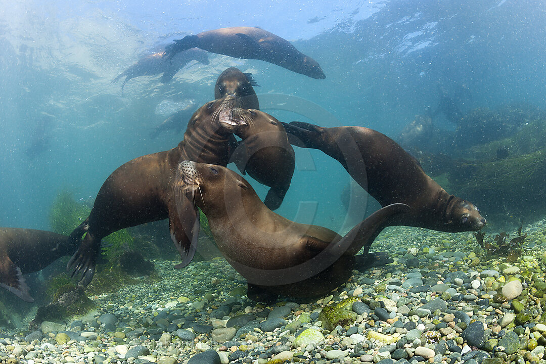 Kalifornische Seeloewen, Zalophus californianus, San Benito Island, Mexiko