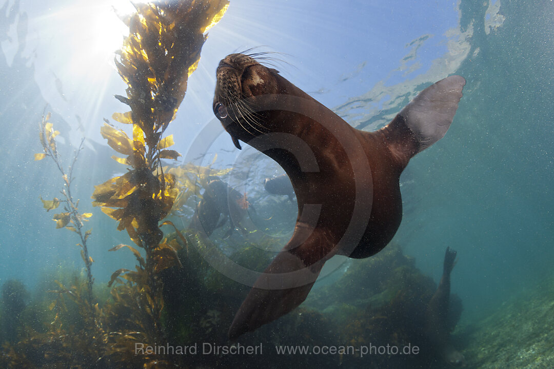 California Sea Lion, Zalophus californianus, San Benito Island, Mexico