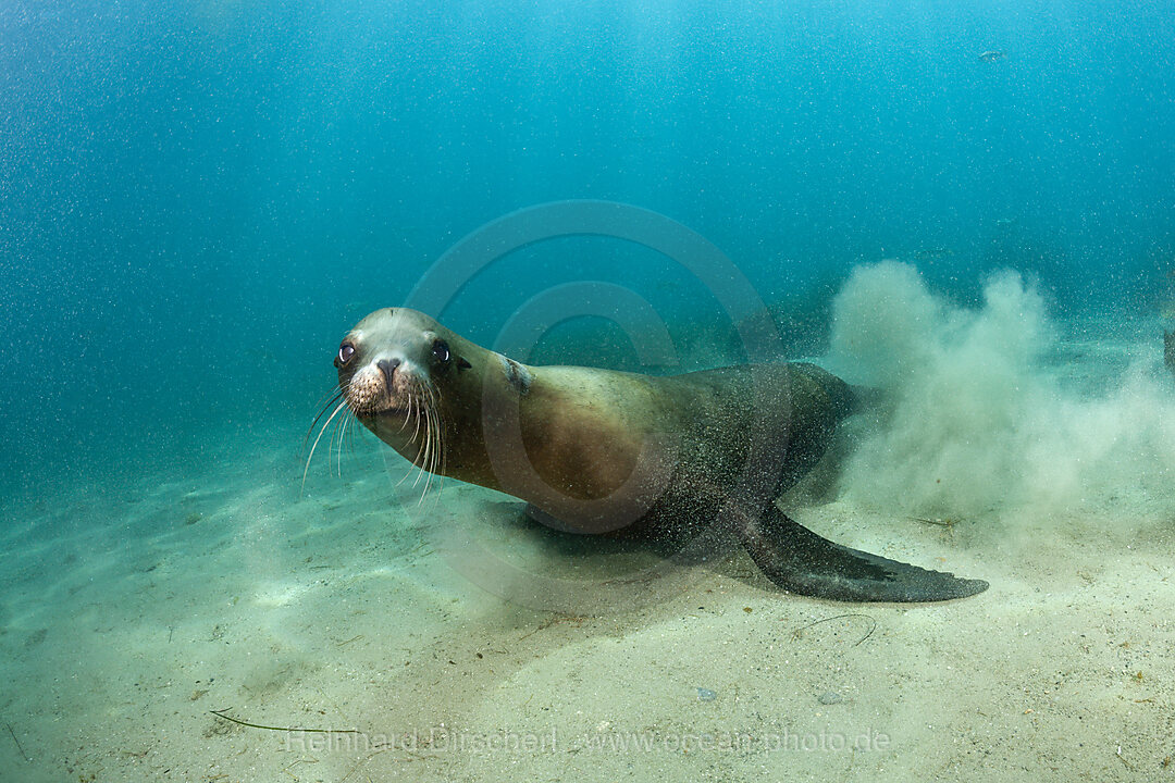 California Sea Lion, Zalophus californianus, San Benito Island, Mexico