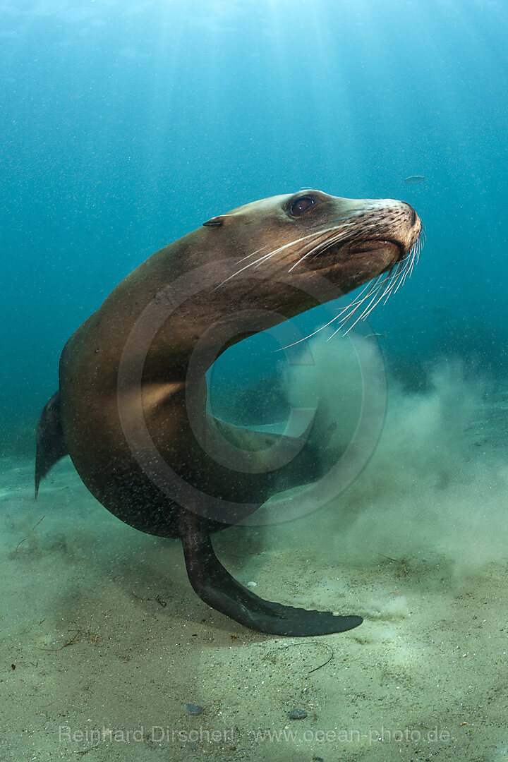 Kalifornischer Seeloewe, Zalophus californianus, San Benito Island, Mexiko