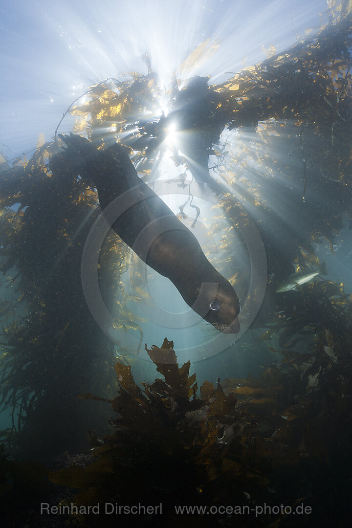 California Sea Lion in Kelp Forest, Zalophus californianus, San Benito Island, Mexico