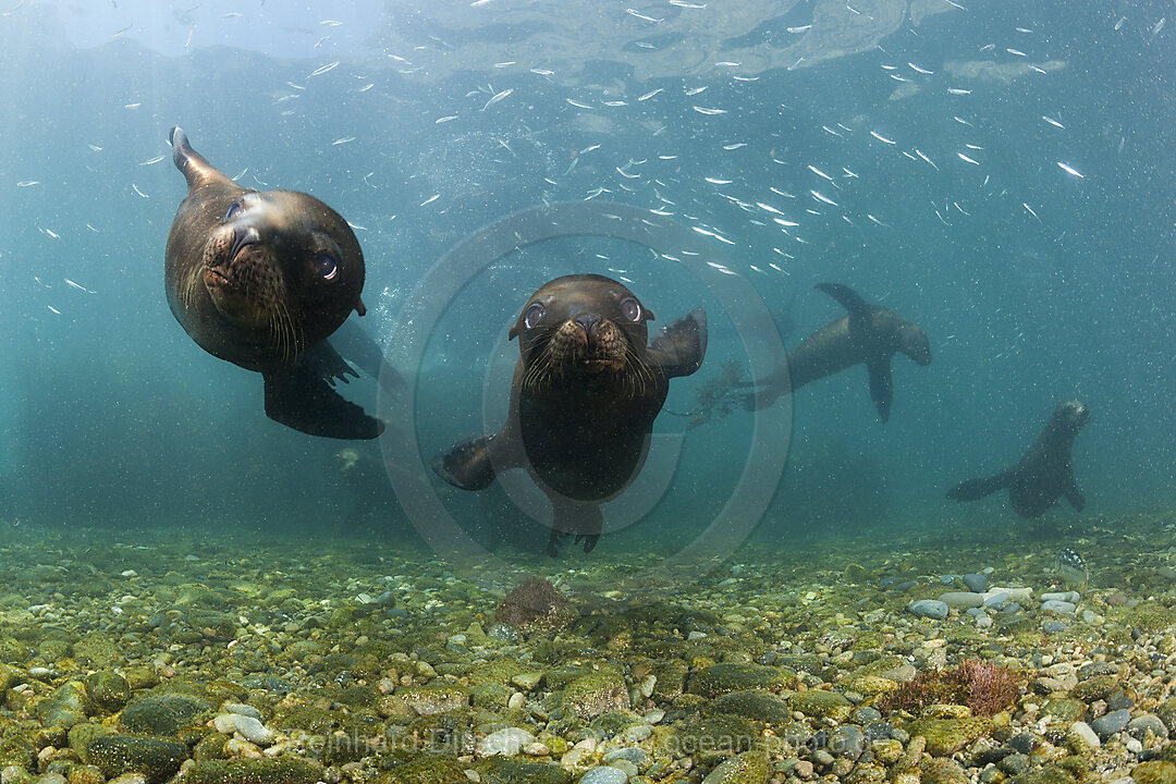 Kalifornische Seeloewen, Zalophus californianus, San Benito Island, Mexiko