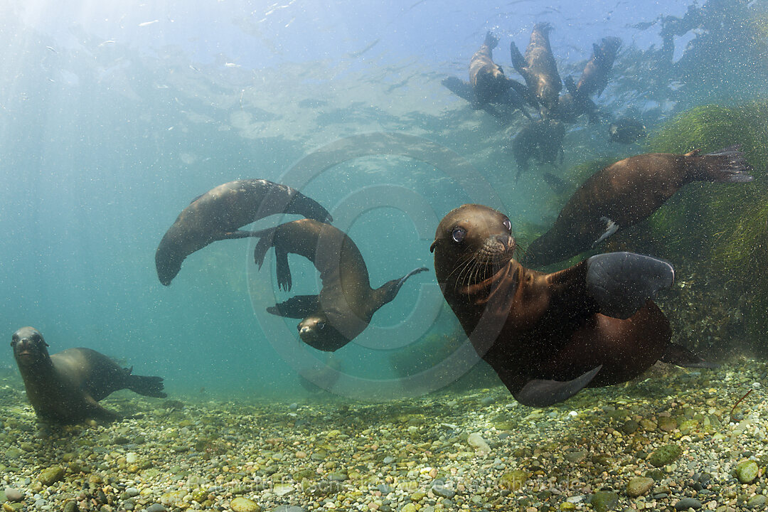 California Sea Lion, Zalophus californianus, San Benito Island, Mexico