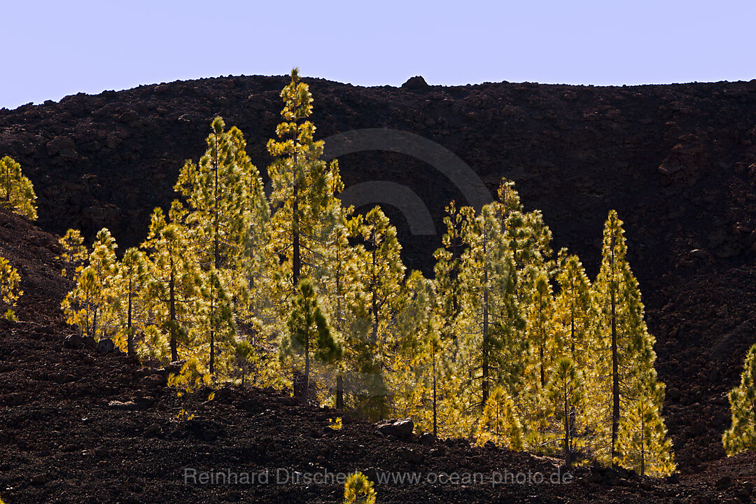 Kanaren-Kiefern im Teide Nationalparks, Pinus canariensis, Teneriffa, Spanien