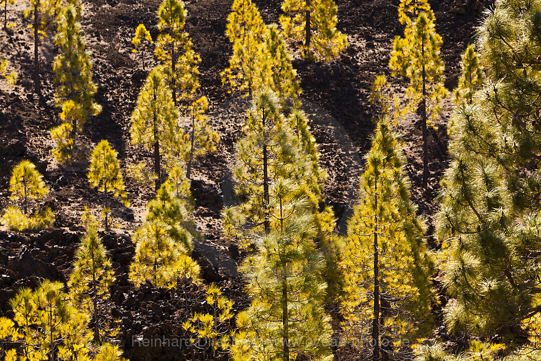 Kanaren-Kiefern im Teide Nationalparks, Pinus canariensis, Teneriffa, Spanien