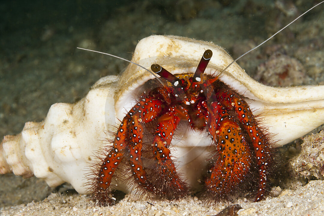 Roter Einsiedlerkrebs, Dardanus megistos, Triton Bay, West Papua, Indonesien