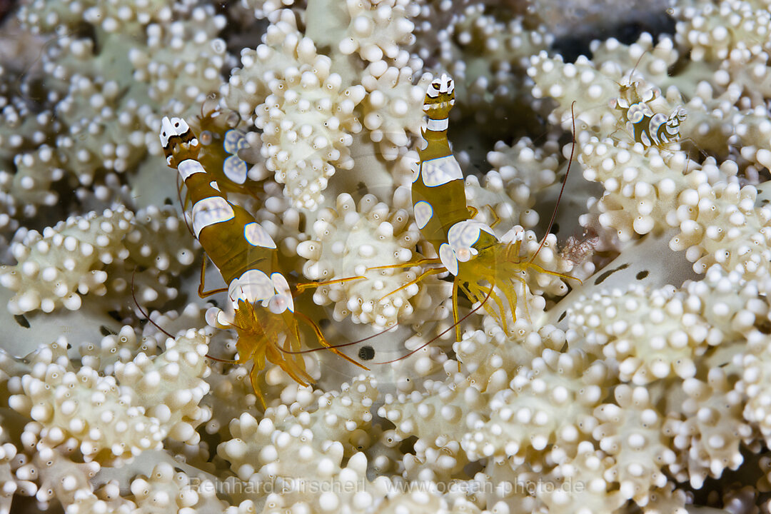 Pair of Squat Shrimps, Thor amboinensis, Triton Bay, West Papua, Indonesia