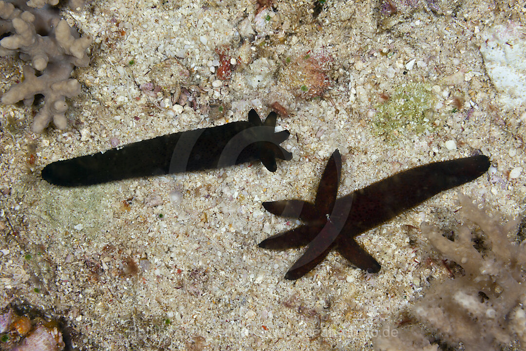 Starfish regenerate lost arms