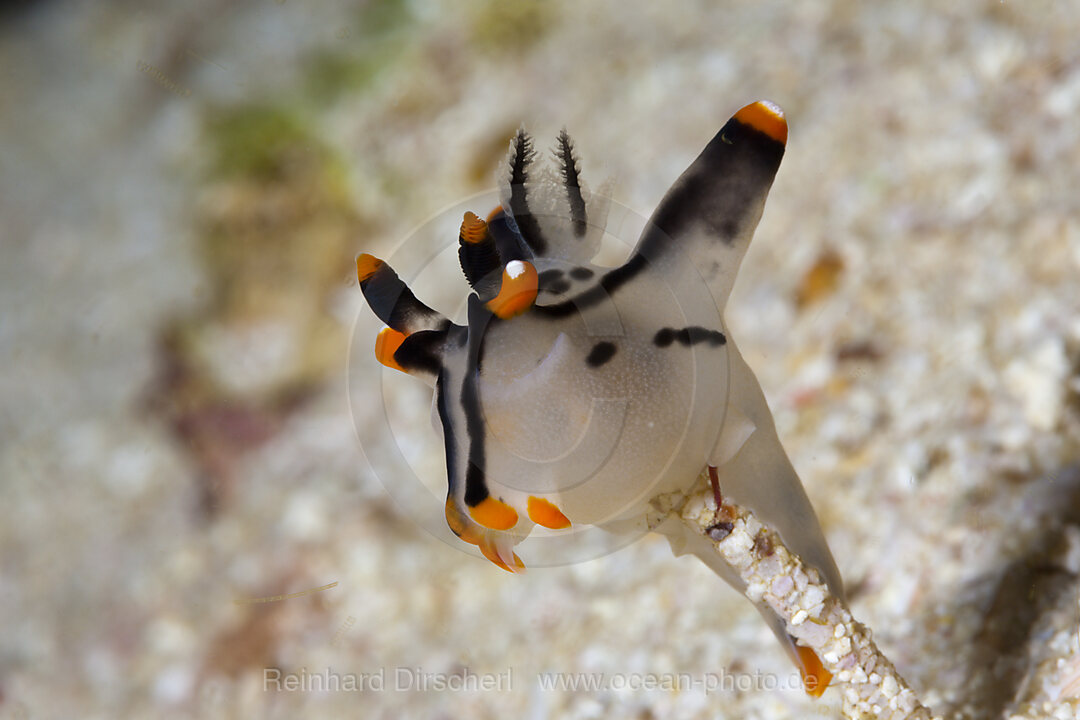 Neonsternschnecke, Thecacera picta, Triton Bay, West Papua, Indonesien