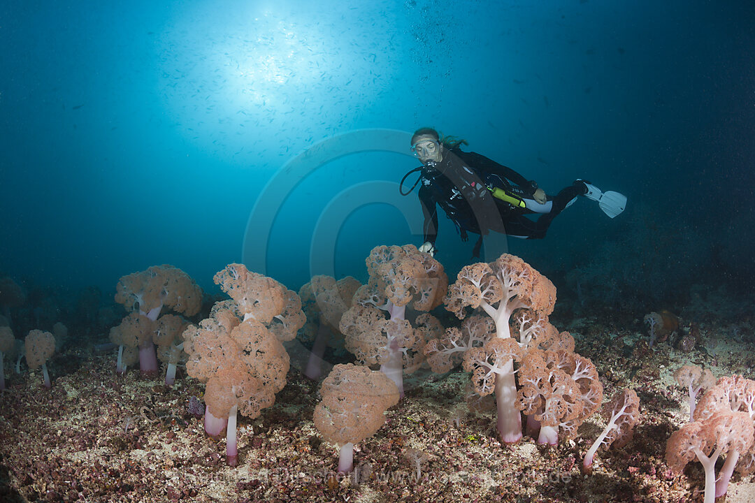 Taucher und Dolden-Weichkorallen, Umbellulifera sp., Triton Bay, West Papua, Indonesien