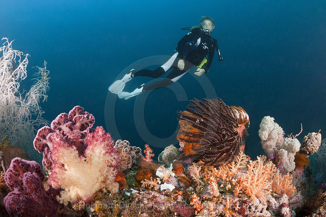 Taucher und buntes Korallenriff, n/a, Triton Bay, West Papua, Indonesien