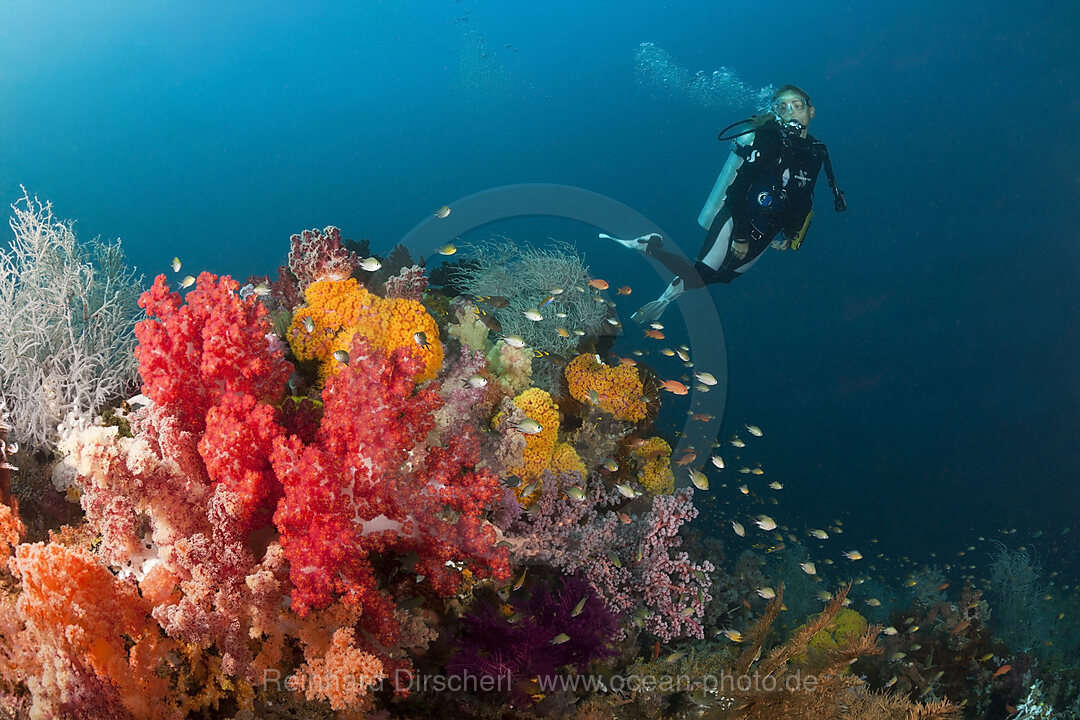 Taucher und buntes Korallenriff, n/a, Triton Bay, West Papua, Indonesien