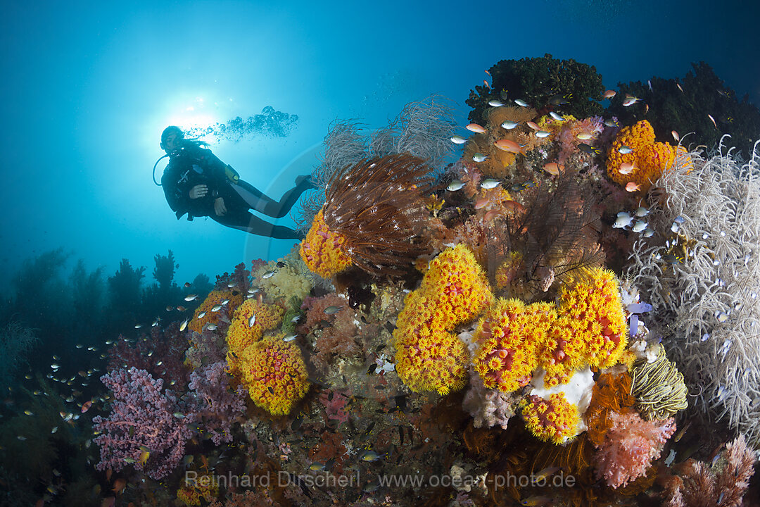 Taucher und buntes Korallenriff, n/a, Triton Bay, West Papua, Indonesien