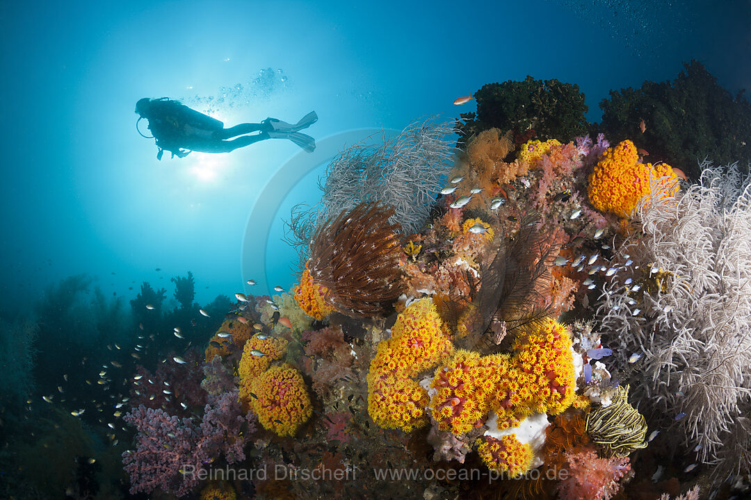 Scuba Diver and colored Coral Reef, n/a, Triton Bay, West Papua, Indonesia