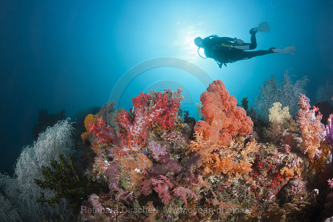 Taucher und buntes Korallenriff, n/a, Triton Bay, West Papua, Indonesien