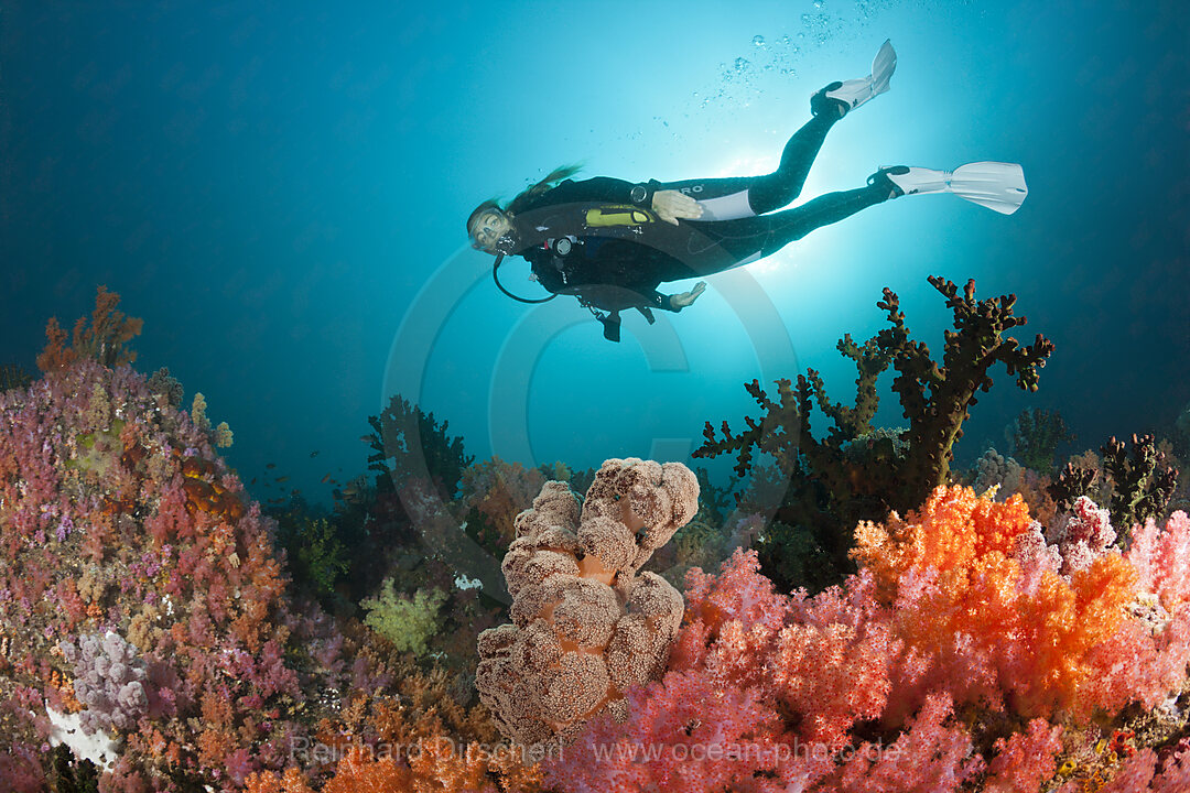 Taucher und buntes Korallenriff, n/a, Triton Bay, West Papua, Indonesien