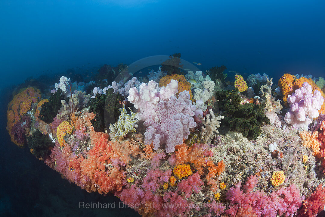 Colored Coral Reef