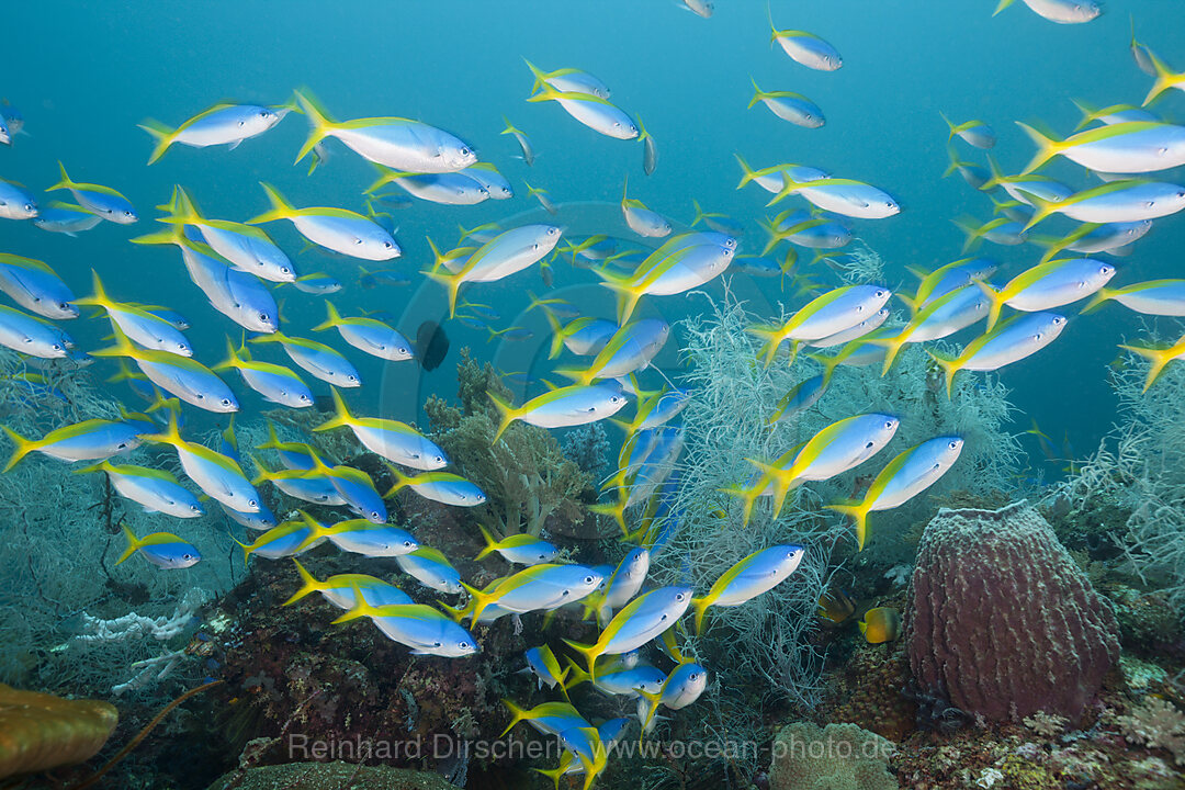 Schwarm Gelbruecken-Fuesiliere, Caesio teres, Triton Bay, West Papua, Indonesien