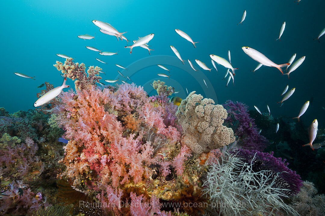 Banana Fusilier over Coral Reef
