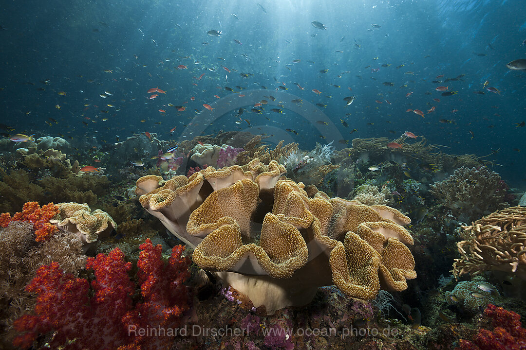 Mushroom Soft Coral in Reef