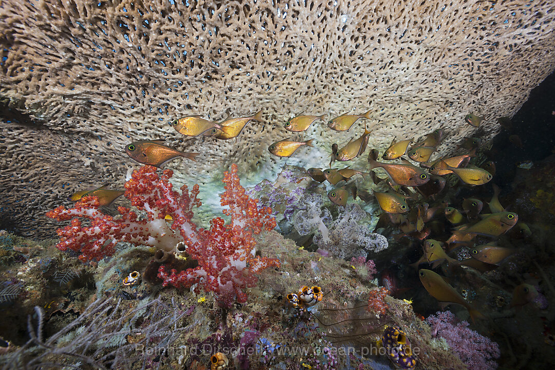 Copper Sweeper, Pempheris oualensis, Triton Bay, West Papua, Indonesia