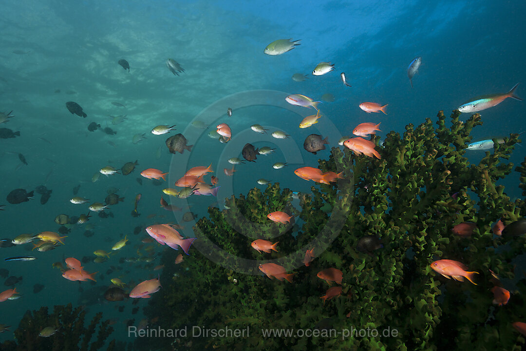 Lyretail Anthias