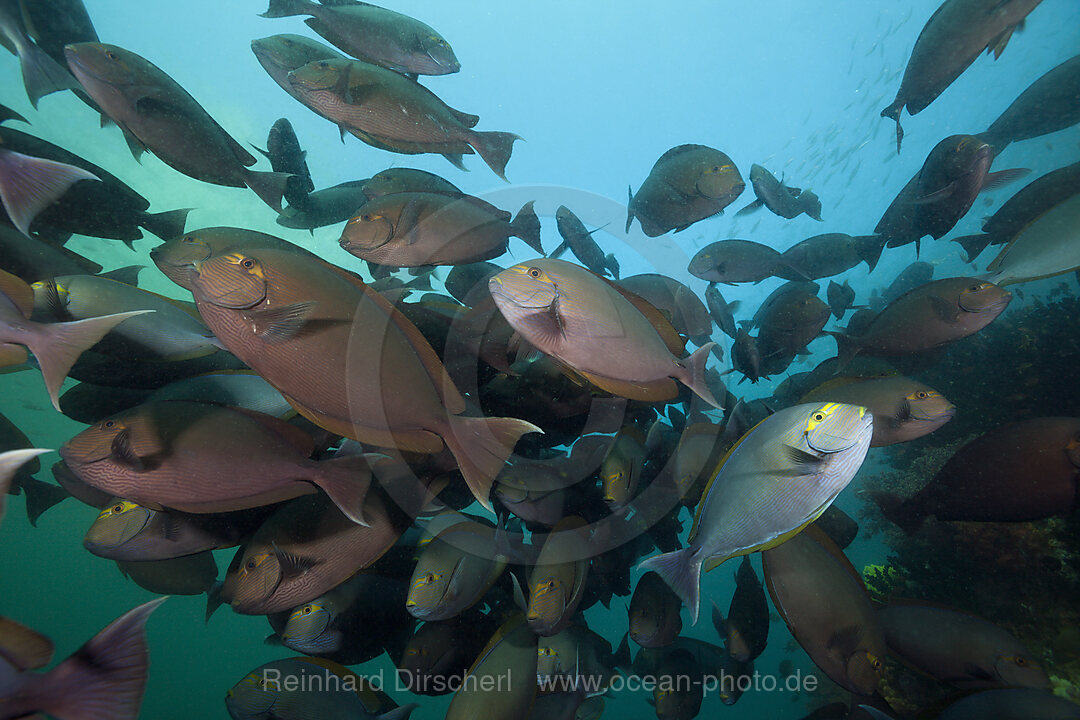 Shoal of Elongate Surgeonfish, Acanthurus mata, Triton Bay, West Papua, Indonesia