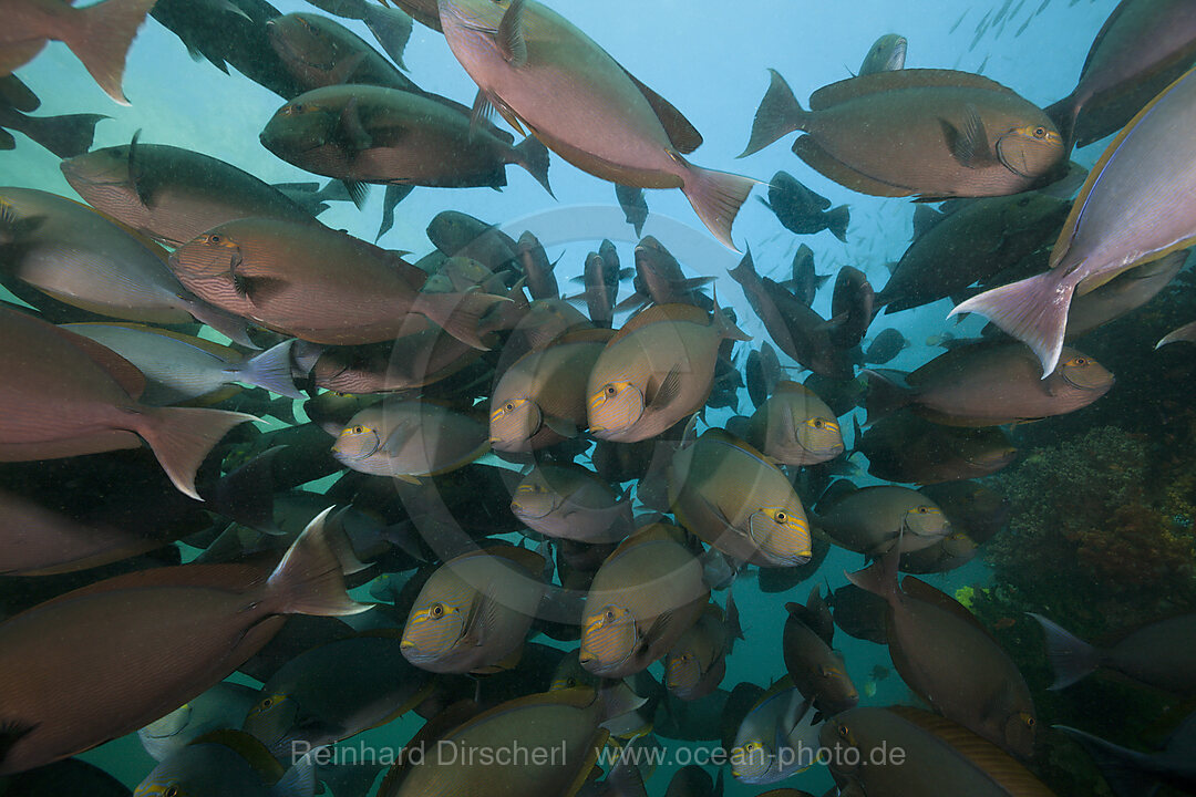 Shoal of Elongate Surgeonfish