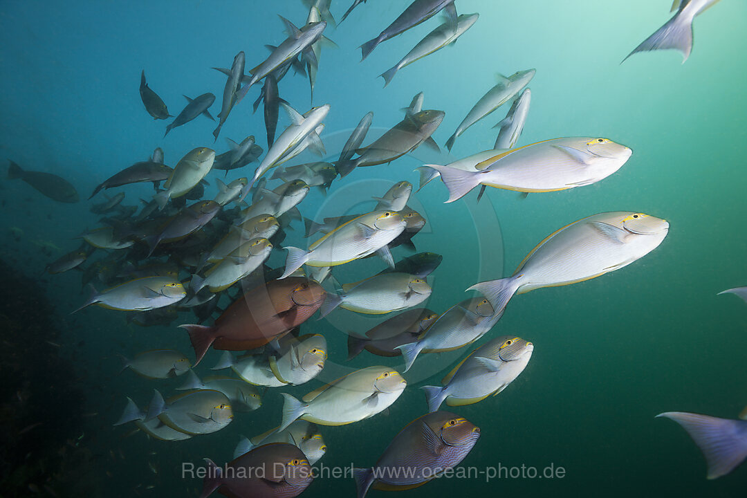 Schwarm Graue Doktorfische, Acanthurus mata, Triton Bay, West Papua, Indonesien