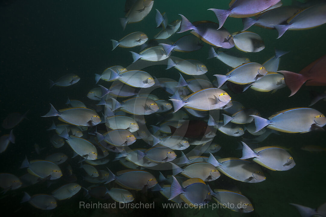 Shoal of Elongate Surgeonfish