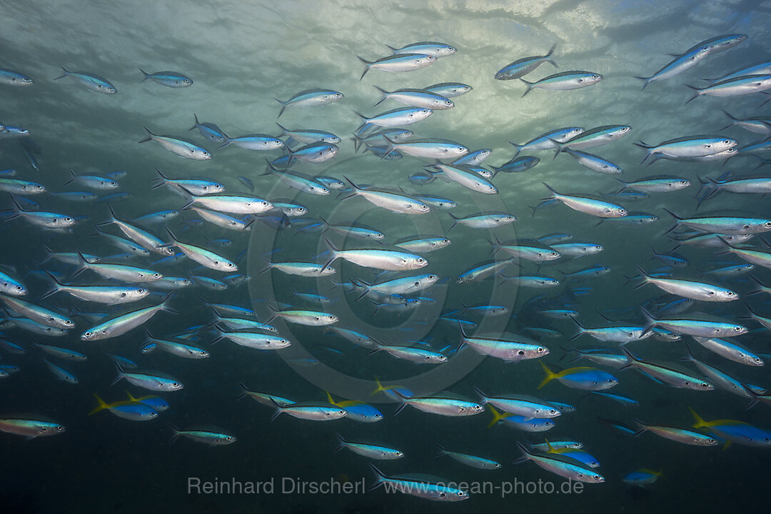 Shoal of Neon Fusilier