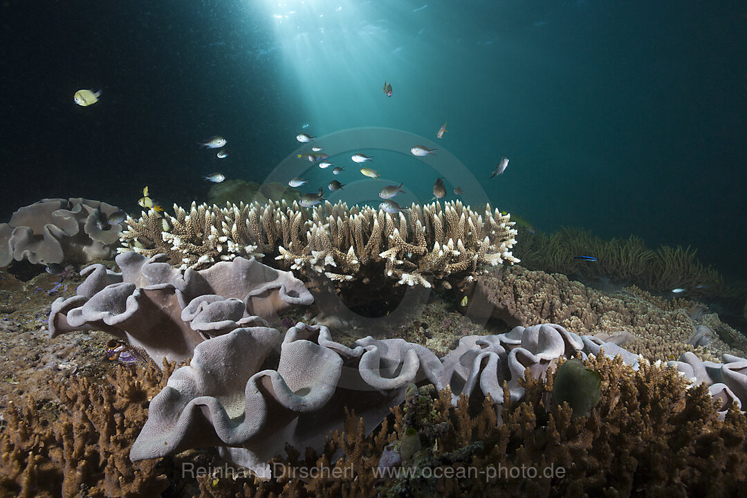 Korallenriff mit Pilz-Lederkoralle, Sarcophyton sp., Triton Bay, West Papua, Indonesien