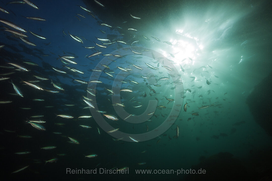 Shoal of Neon Fusilier