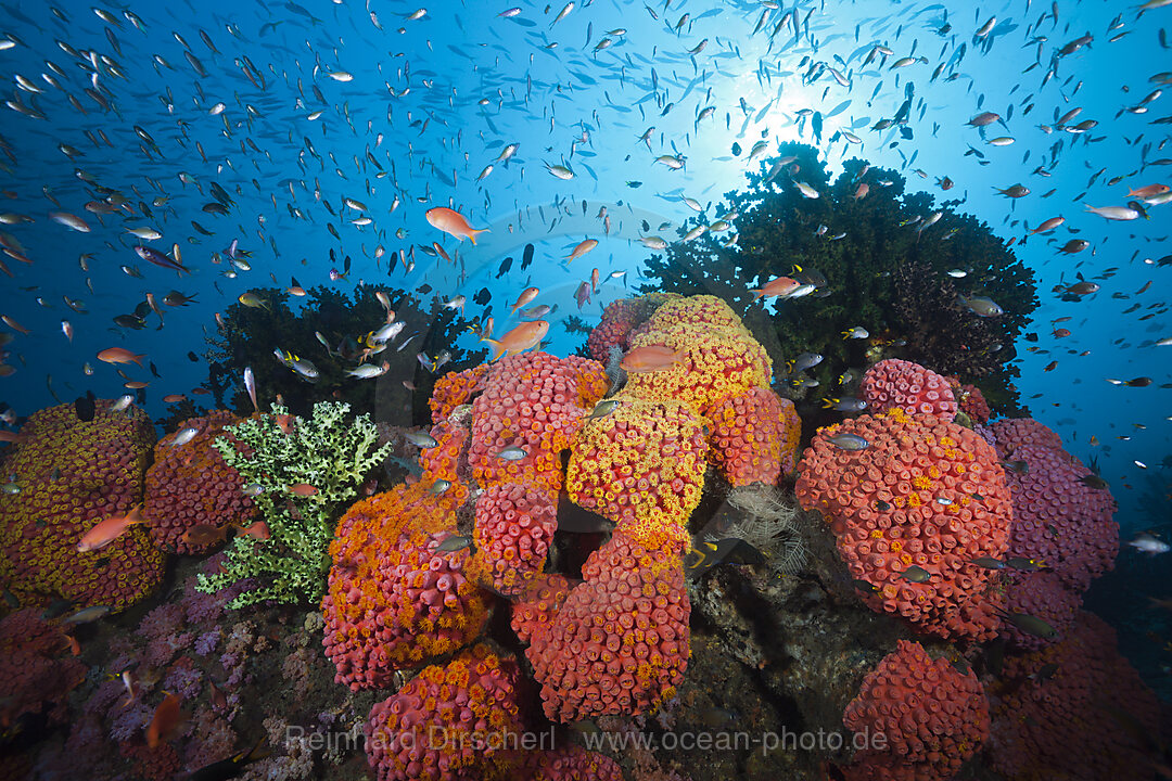 Riff mit Kelchkorallen, Tubastrea coccinea, Triton Bay, West Papua, Indonesien