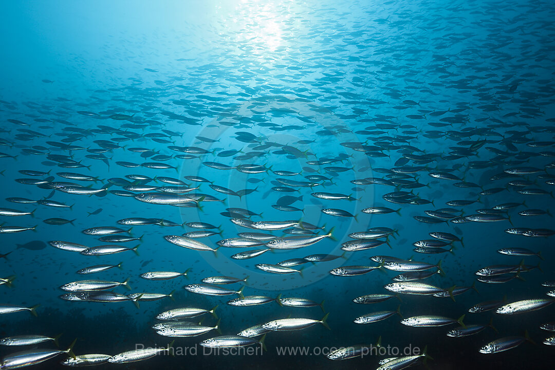 Shoal of Deep-bodied Round Scad