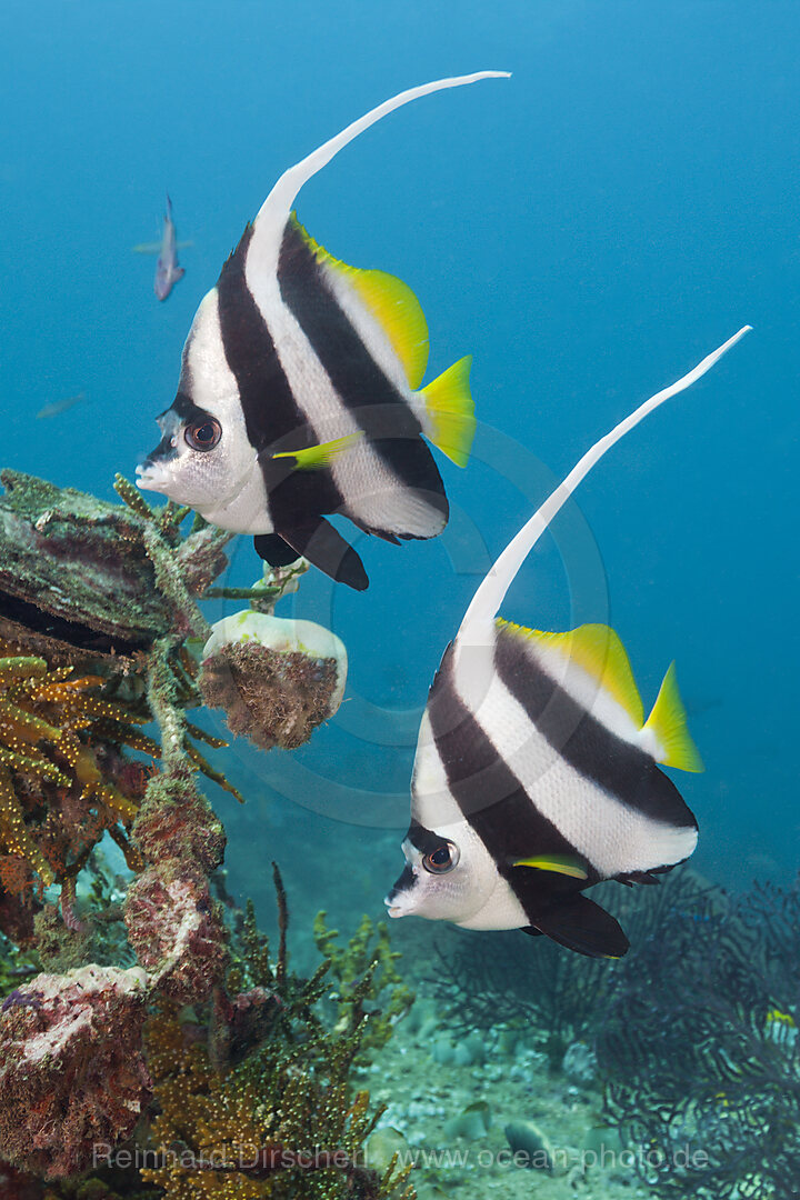 Pair of Longfin Bannerfish