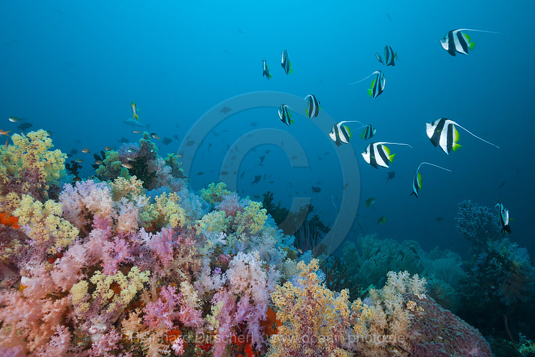 Longfin Bannerfish over Soft Coral Reef