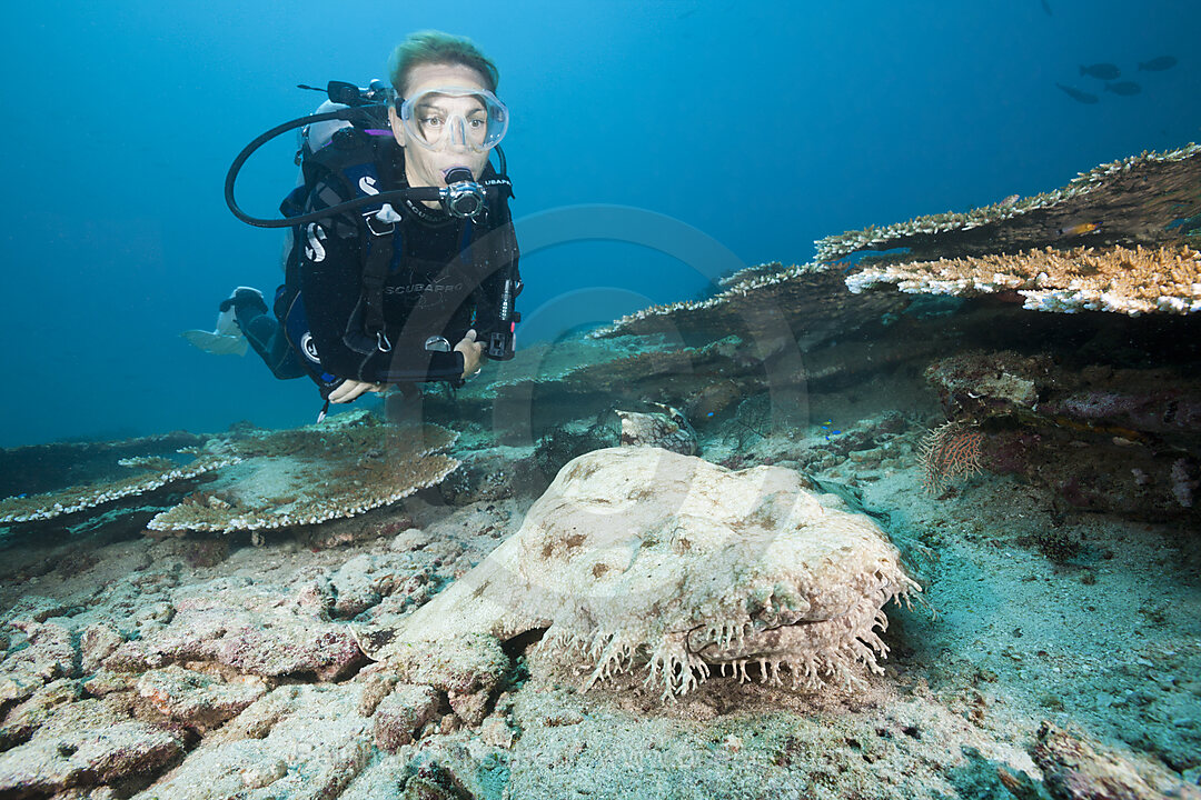 Taucher und Fransen-Wobbegong