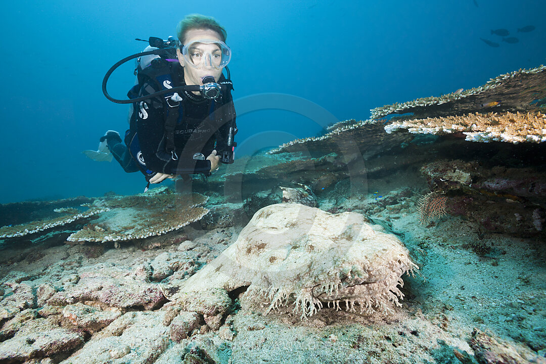 Scuba Diver and Tasseled Wobbegong, Eucrossorhinchus dasypogon, Triton Bay, West Papua, Indonesia