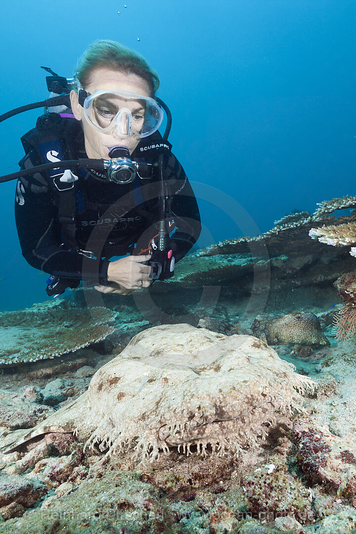 Taucher und Fransen-Wobbegong, Eucrossorhinchus dasypogon, Triton Bay, West Papua, Indonesien