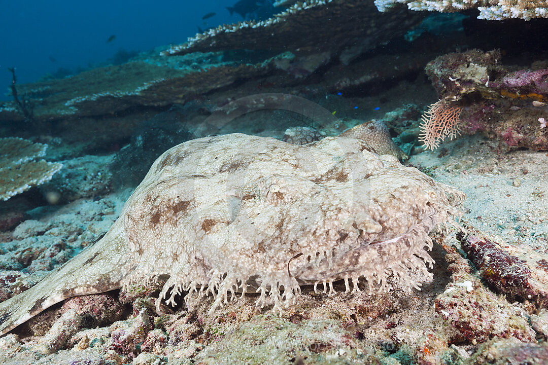 Tasseled Wobbegong