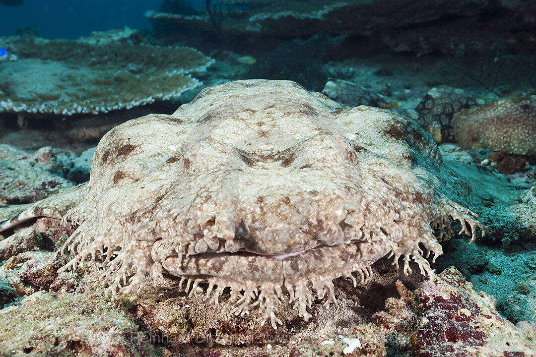 Tasseled Wobbegong, Eucrossorhinchus dasypogon, Triton Bay, West Papua, Indonesia