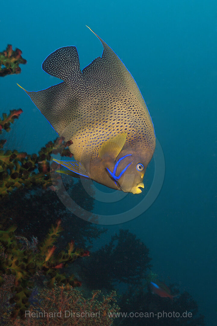 Semicircle Angelfish, Pomacanthus semicirculatus, Triton Bay, West Papua, Indonesia