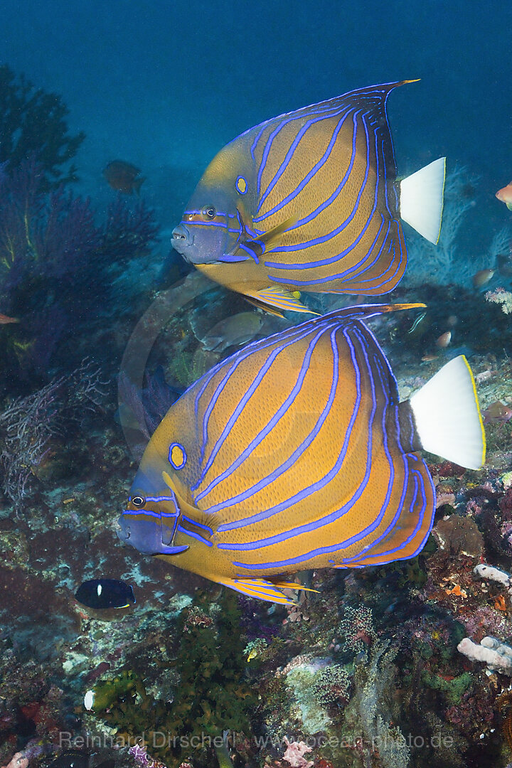 Pair of Blue-ringed Angelfish