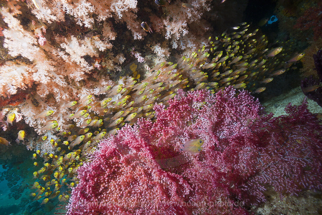 Schwarm Glasfische im Riff, Parapriacanthus ransonneti, Triton Bay, West Papua, Indonesien