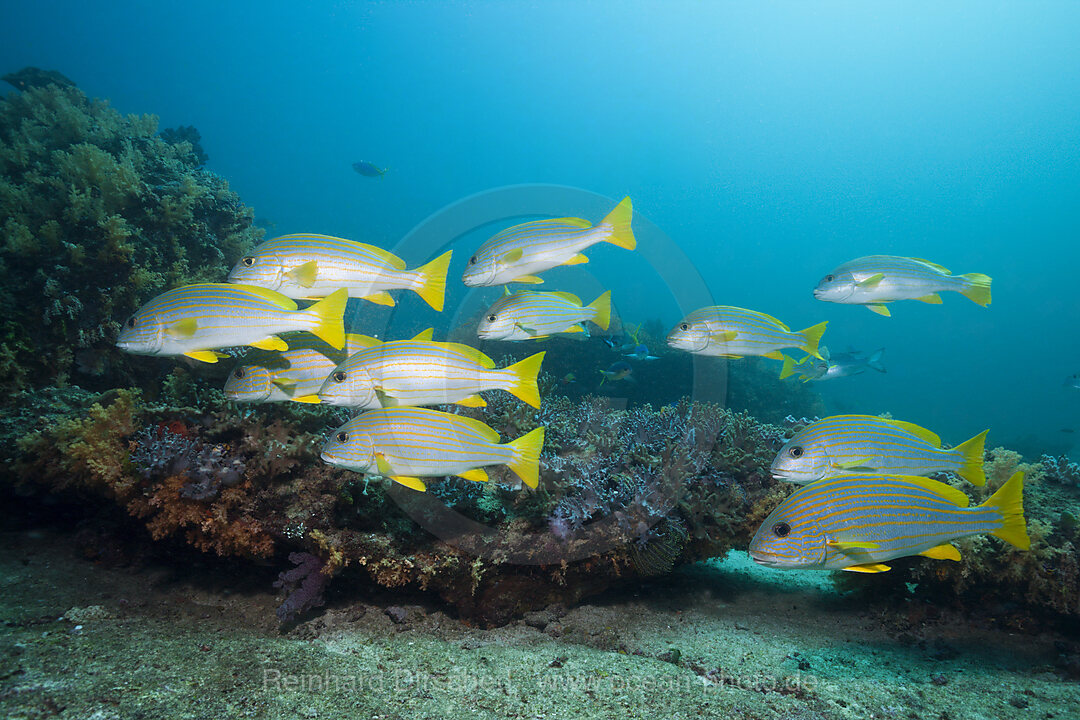 Celebes Sweetlips