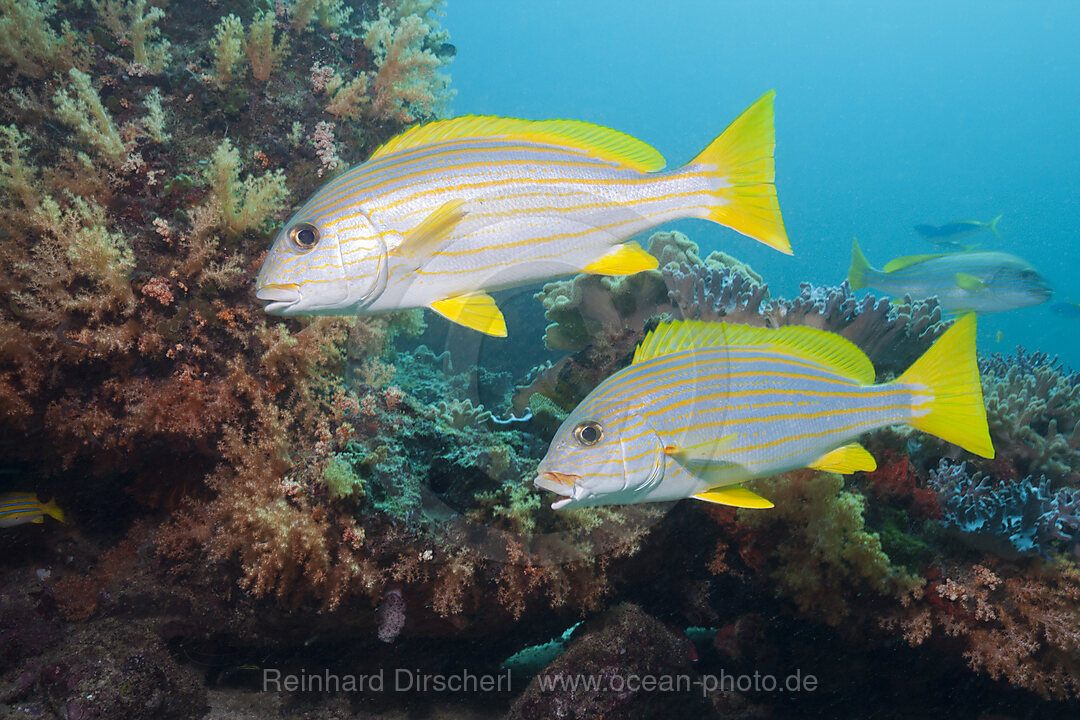 Celebes Sweetlips